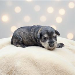 Salt-Pepper female - Salt and pepper female Miniature Schnauzer puppy in Houston, Texas from Haughton Farm