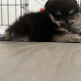 Pomeranian Puppies from Pom Pom Lollipop’s