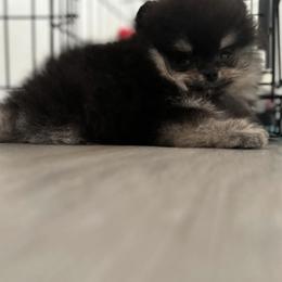 Pomeranian Puppies from Pom Pom Lollipop’s