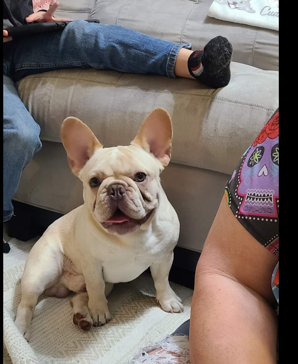 Gnocchi - French Bulldog