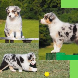 Patches - Blue merle female Australian Shepherd puppy in Cape Girardeau, Missouri from Promise Keeper Kennel