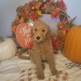 Goldendoodle Puppies from Channys Doodles