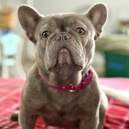 French Bulldog puppies from Cosofme Frenchies