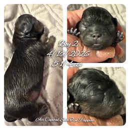 Tommy - Red male Shih Tzu puppy in Maize, Kansas from Air Capital Shih Tzu Puppies