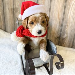 Jasper PENDING - Red male Bernedoodle puppy in Wamego, Kansas from Doodles of Oz