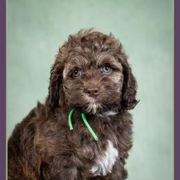 Jason - Sable male Cockapoo puppy in Connersville, Indiana from Deaz Doodle Ranch