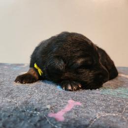 Yellow Girl - Black and red female German Shepherd puppy in Longview, Washington from Bunkerhill Shepherds