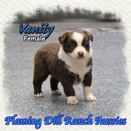 Vanity - Red & white female Miniature Australian Shepherd puppy in Forestburg, Texas from Flaming Dill Ranch Aussies
