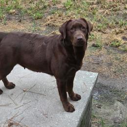 Maple - Labrador Retriever
