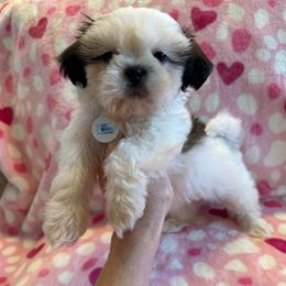 Miss No-Maska-AKC Champion Bloodline - Tricolor female Shih Tzu puppy in Long Beach, California from Prieto Shih-Tzu's