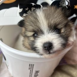 Pomeranian Puppies from Perez Pomeranians