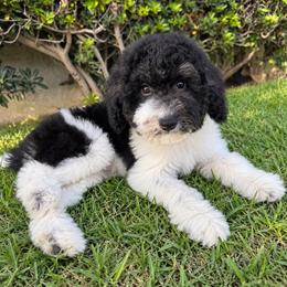 Waffles - Black and white male Sheepadoodle puppy in Los Angeles, California from Exquisite Doodles