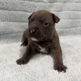 Blue Brindle Male 1 - Blue brindle male American Pit Bull Terrier puppy in Nine Mile Falls, Washington from Bartin Kennels