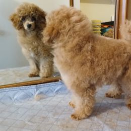 Havanese and Poodle Puppies from Faithful Hearts Kennel