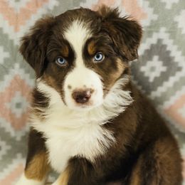 Australian Shepherd Puppies from Jo’s Aussies
