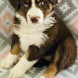 Australian Shepherd Puppies from Jo’s Aussies