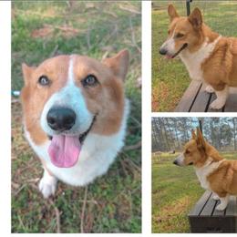 Marcelline - White and red female Pembroke Welsh Corgi puppy in Milton, Florida from Milton Corgis