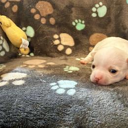 Elsa - White female Chihuahua puppy in Seneca, Missouri from Stephanie’s Puppy Colony