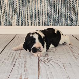 Elsa - Parti female Goldendoodle puppy in Guthrie, Oklahoma from Edmond Doodles, LLC