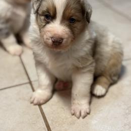 Australian Shepherd Puppies from Bullet & Whiskey’s Pups