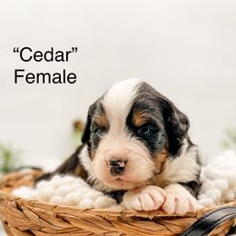 Cedar (Purple Collar) - Black rust and white female Bernese Mountain Dog puppy in Hudson, Indiana from TurkeyCreek-K9