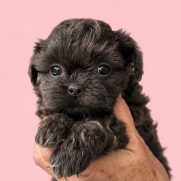 Shaylin - Blue female Shih Tzu puppy in Tallahassee, Florida from Bows and Bow Ties