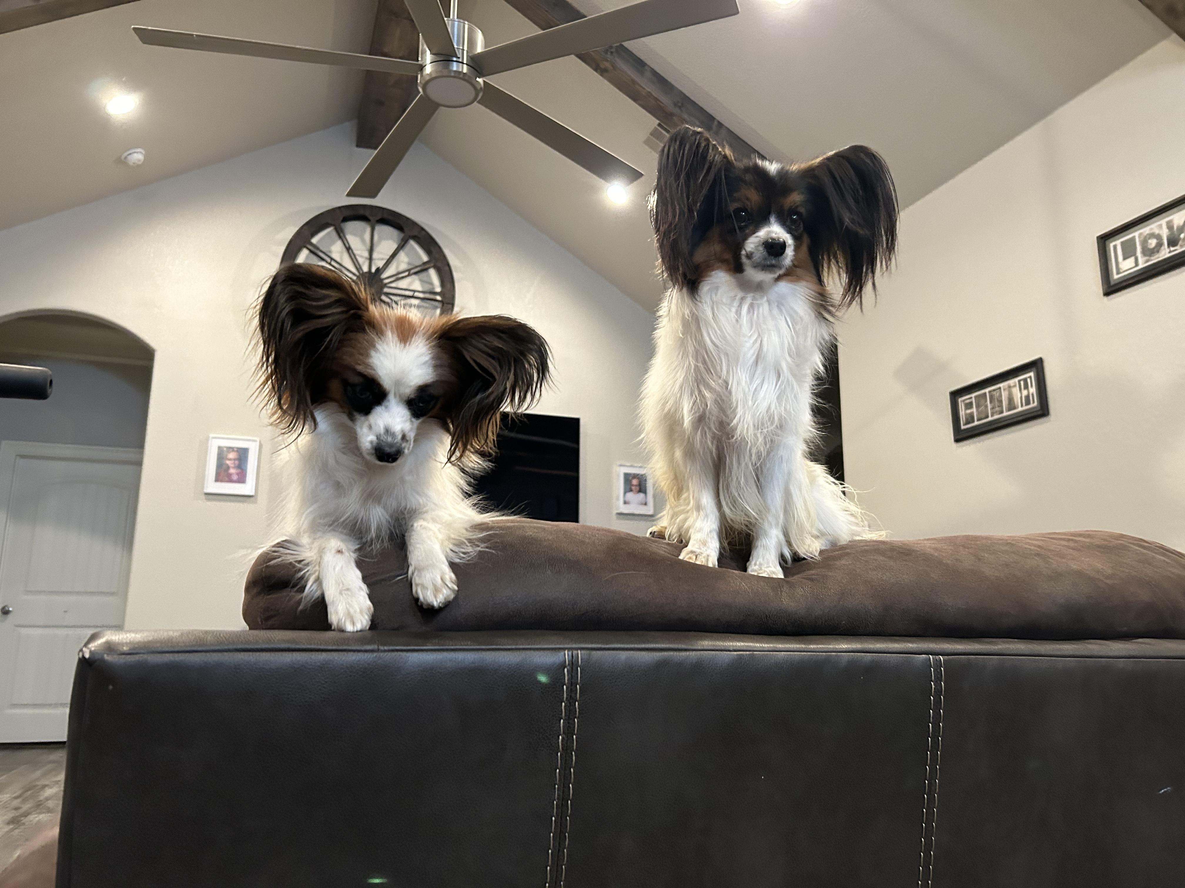 Southern Sweet Papillons in Oklahoma | Papillon puppies | Good Dog