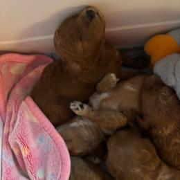 Zeke - Red  male Goldendoodle puppy in Lillington, North Carolina from Peace, Love, and Puppies at the Creek