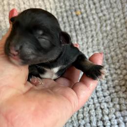 Luke - Black and silver male Miniature Schnauzer puppy in Hull, Georgia from Ardent Miniature Schnauzers of Athens