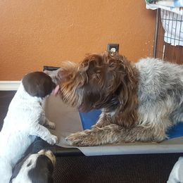 Wirehaired Pointing Griffon Puppies from Cathy West