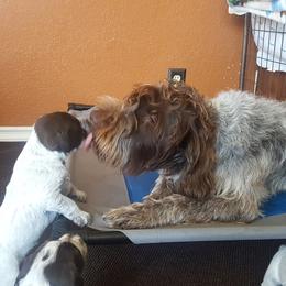 Wirehaired Pointing Griffon Puppies from Cathy West