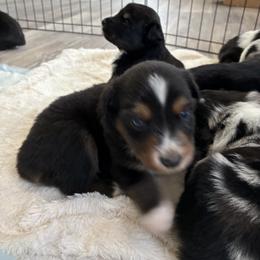 Tansy - Black tri-color male Australian Shepherd puppy in Bennington, Oklahoma from Hang tight Aussie co