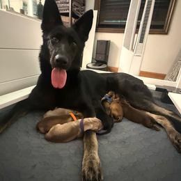 German Shepherd puppies from Urekar Haus