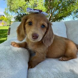 Honeysuckle - Red female Dachshund puppy in Ontario, Oregon from Get A Long Little Doggie