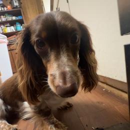 Tucker - Dachshund
