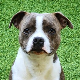 Axl - Staffordshire Bull Terrier