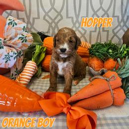 Hopper - Red  male Goldendoodle puppy in Haughton, Louisiana from Bailey’s Cajun Canines