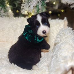 Malley - Black and white female Pomsky puppy in Cleveland, Ohio from Lake Point Pomskies