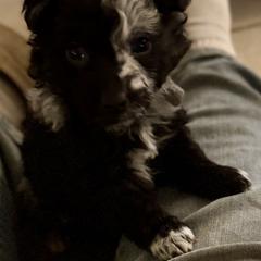 Boy 5 - male Mudi puppy in Benson, Arizona from Twisted Acres Border Collies and Mudi