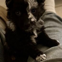 Boy 5 - male Mudi puppy in Benson, Arizona from Twisted Acres Border Collies and Mudi