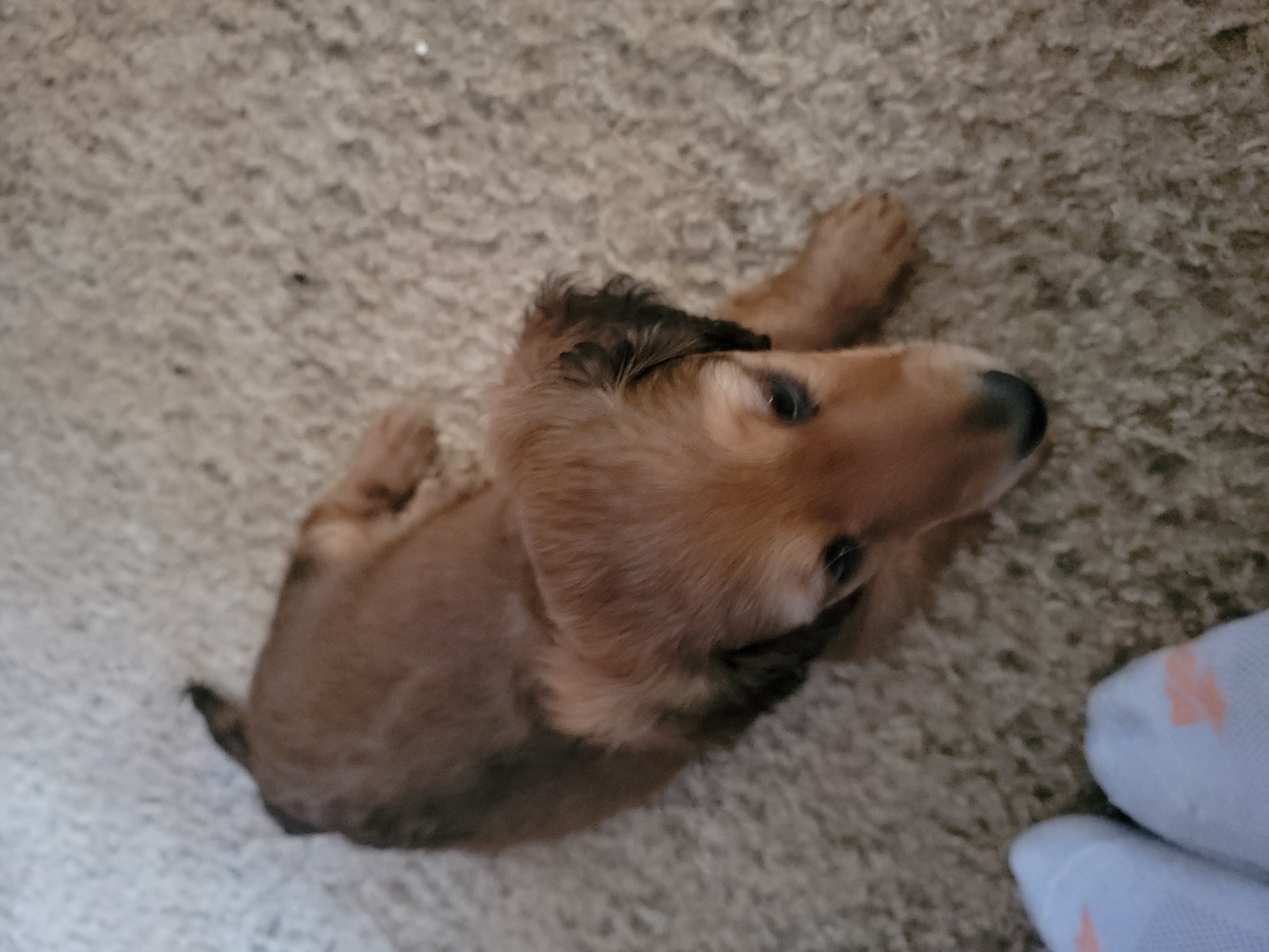Dachshund Puppies from CLARK'S BREEDING PROGRAM
