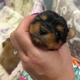 Althia - Chocolate female Morkie puppy in Winston Salem, North Carolina from Patty’s Paws
