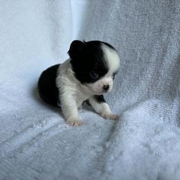 Puppy 1 - Black and white male Chihuahua puppy in Springfield, Missouri from Casadelopez Tails