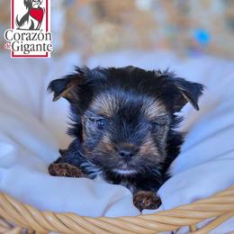 Johny Cage - Black and tan male Yorkshire Terrier puppy in California from Corazon de gigante