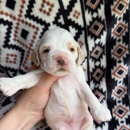 Finch - Red and white male Cocker Spaniel puppy in Delphi, Indiana from Benchmark Cockers