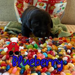 Blueberry - Black male Labrador Retriever puppy in Water Valley, Mississippi from Three Lakes Labs & WHDs