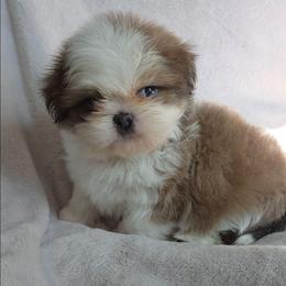 Mack - Blue and white male Shih Tzu puppy in Jenks, Oklahoma from Noble Shih Tzu