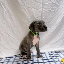 Onyx - Blue and white male Great Dane puppy in Gonzales, Louisiana from Anstatt House Of Danes