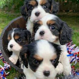 Cavalier King Charles Spaniels from Thundermist Cavaliers