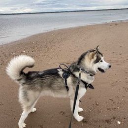 Alaskan Malamute All Grown Up from Jamie Minchew's Alaskan Malamutes